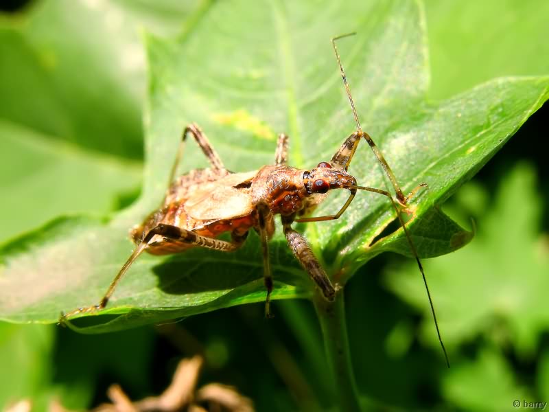 Himacerus apterus (Fabricius, 1798)